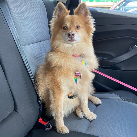 Meet your Posher, Gina - Picture 5 of 5